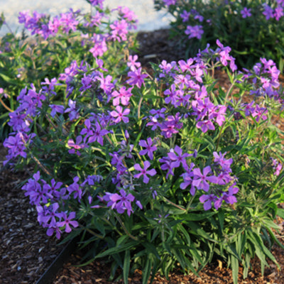 Jagger Creeping Phlox