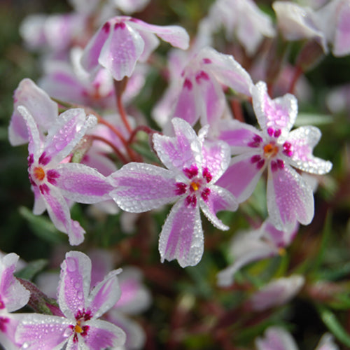 Candystripe Creeping Phlox
