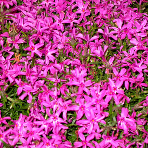 Crimson Beauty Creeping Phlox