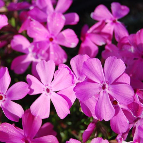 Drummond's Pink Creeping Phlox