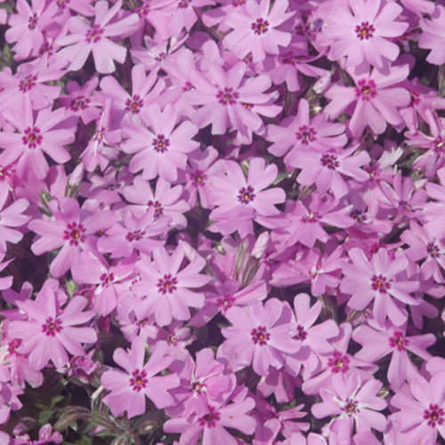 Emerald Blue Creeping Phlox