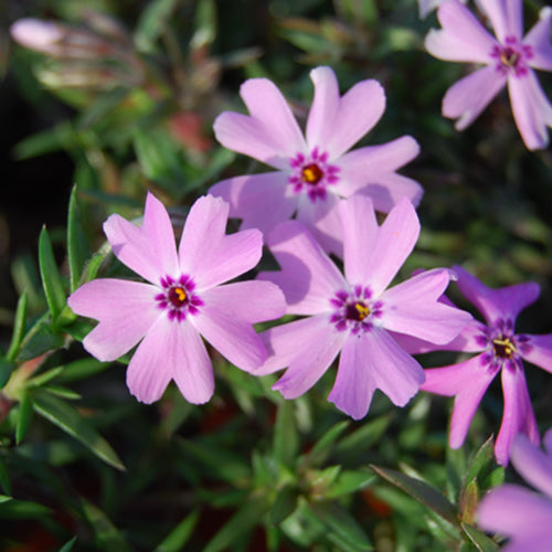 Fort Hill Creeping Phlox