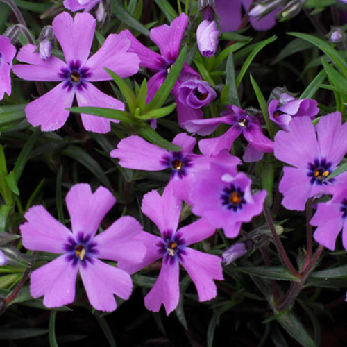 Purple Beauty Creeping Phlox