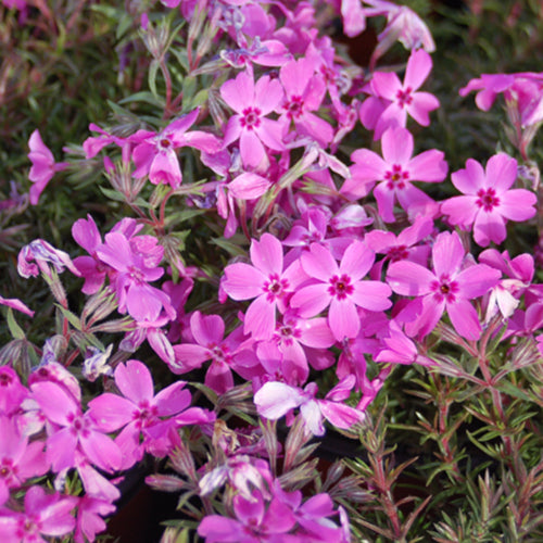 Red Wing Creeping Phlox