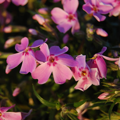Ronsdorfer Beauty Creeping Phlox