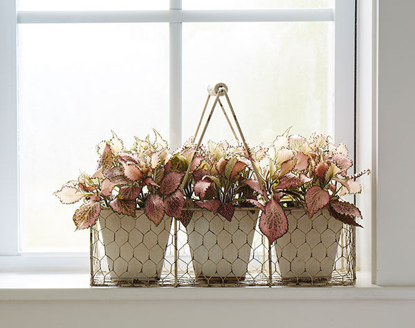 How to Pick the Perfect Houseplant Gifts