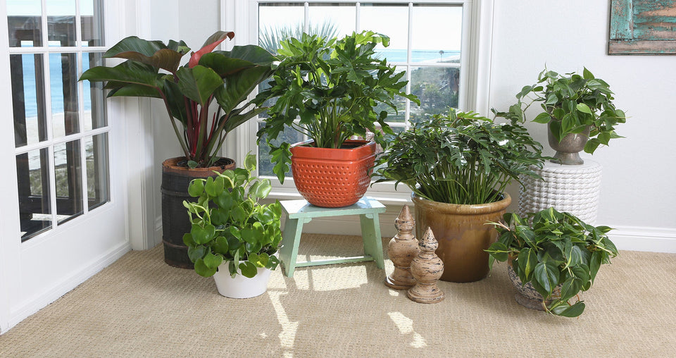 Pick the Best Philodendron Variety for Your Home