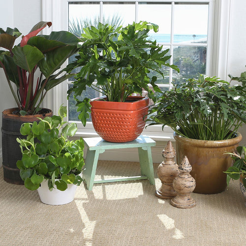 Pick the Best Philodendron Variety for Your Home