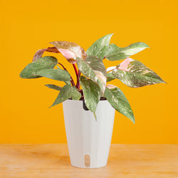 Scindapsus treubii Moonlight | medium