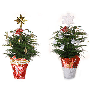 Pinos de la Isla Norfolk