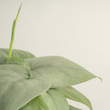 A closeup image of the Platinum Java's light green foliage. 