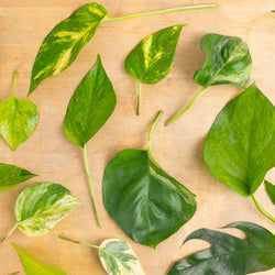 Featured image Blog - Collage of various leaves of Pothos varieties on a wood tabletop