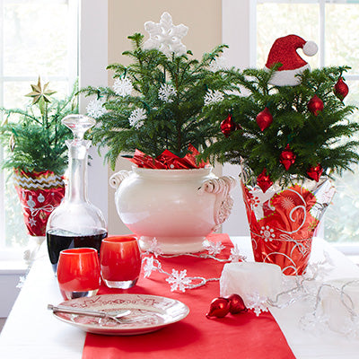 Plantas que Puedes Sembrar en tu Jardín una Vez Terminen las Fiestas