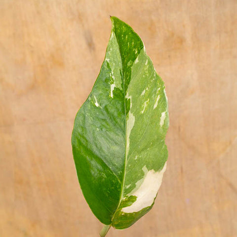 Closeup of white-variegated Albo Pothos leaf