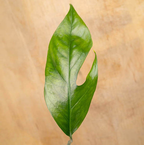 Closeup of fenestrated Baltic Blue Pothos leaf on a wood tabletop