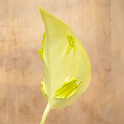 Closeup of Champs Elysees Pothos leaf on a wooden tabletop