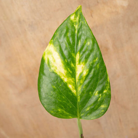 Golden Pothos leaf on a wood surface
