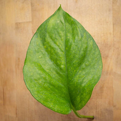 Closeup of Greenjula Pothos variety against a wood tabletop