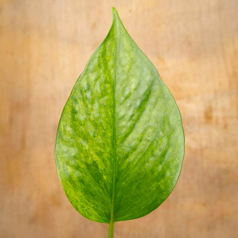Closeup of Jessenia Pothos leaf on a wood tabletop