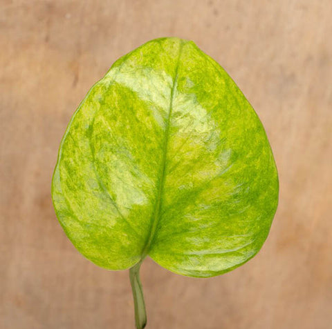 Closeup of Lemon Top Pothos leaf on a wood surface