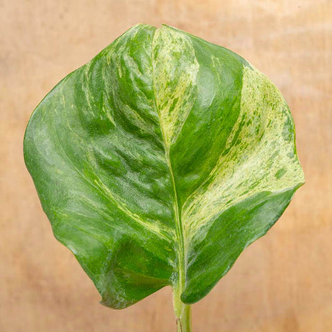 Closeup of variegated Manjula Pothos leaf on a wood tabletop