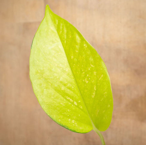 Closeup of Neon Pothos leaf against a wood tabletop