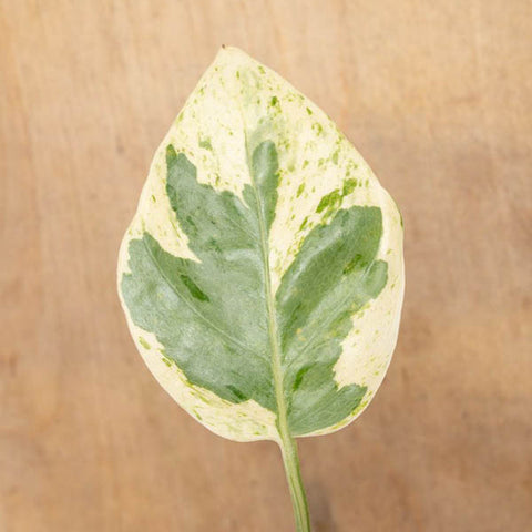 Closeup of Pearls and Jade Pothos leaf on a wood tabletop