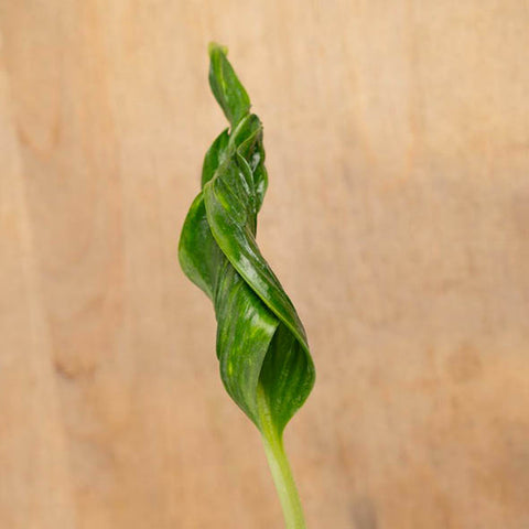 Closeup of Shangri-La Pothos leaf on a wooden table