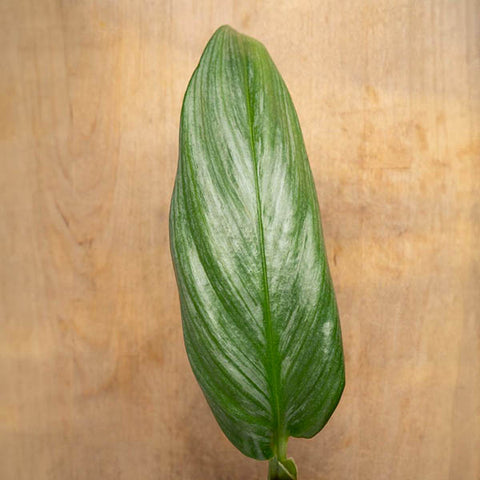 Closeup of Silver Streak Pothos --- Epipremnum amplissimum --- on a wood tabletop at Costa Farms