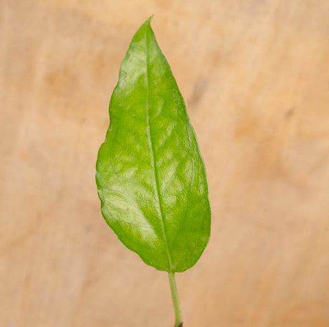 Closeup of immature Skeleton Key Pothos leaf