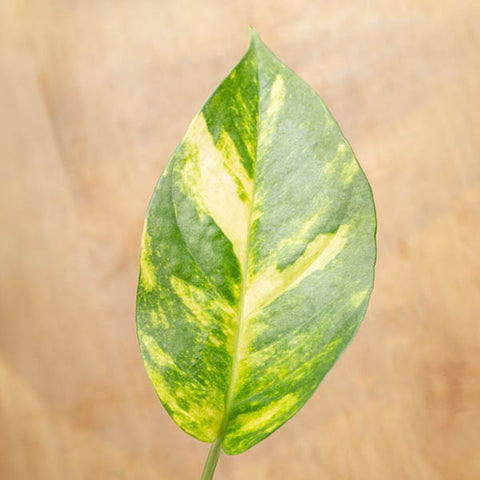 Closeup of yellow-variegated Sunburst Pothos leaf