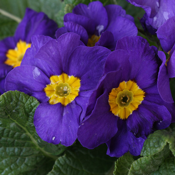 Crescendo Blue Primrose