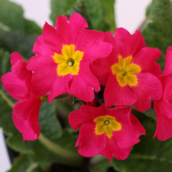 Crescendo Pink Primrose