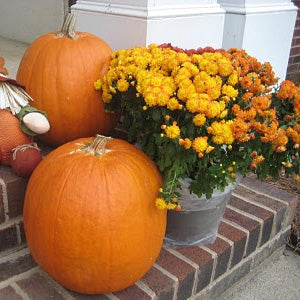 Qué Hacer en el Jardín en Octubre
