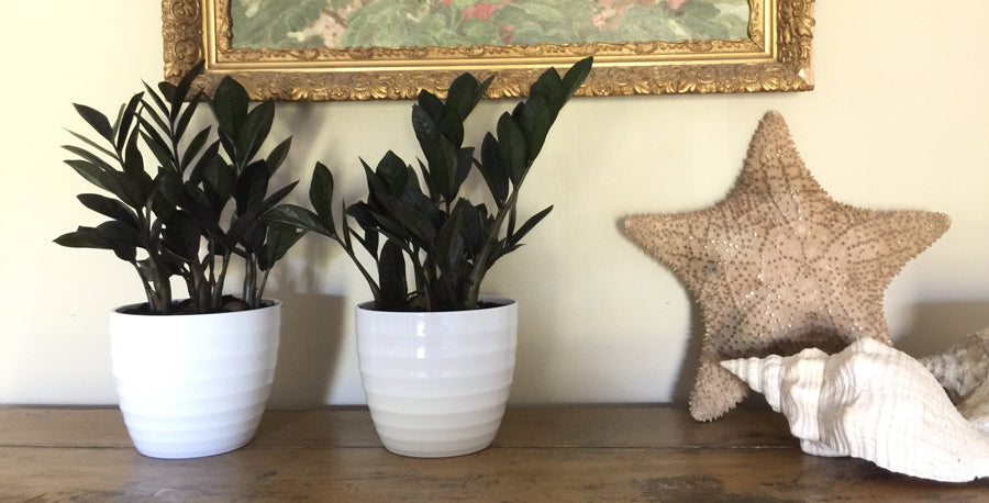 Trending Tropicals® Collection: Meet Raven® ZZ