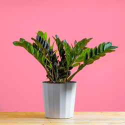 large monstera esqueleto plant with many fenestrations in a modern white fluted pot, set against a bright pink background