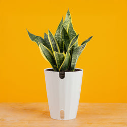 Ponytail Palm | medium