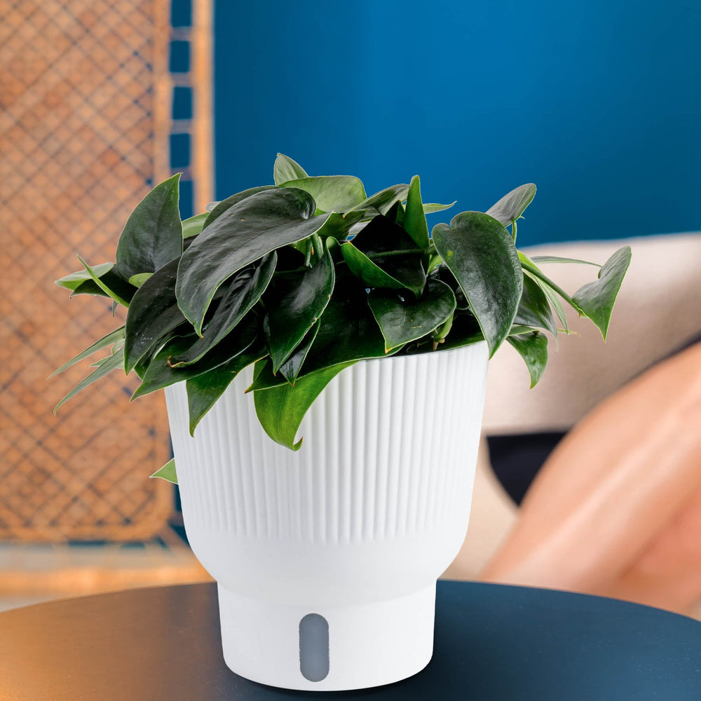 Scindapsus Black Mamba