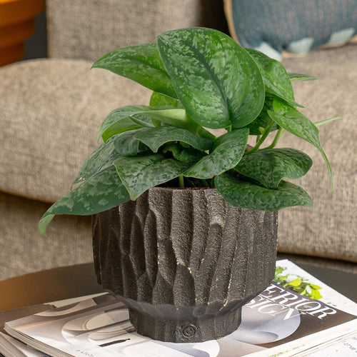 Scindapsus Mount Salak, a rare and unique houseplant with variegated leaves in a black crafted ceramic self-watering container sitting on a coffee table in a living room