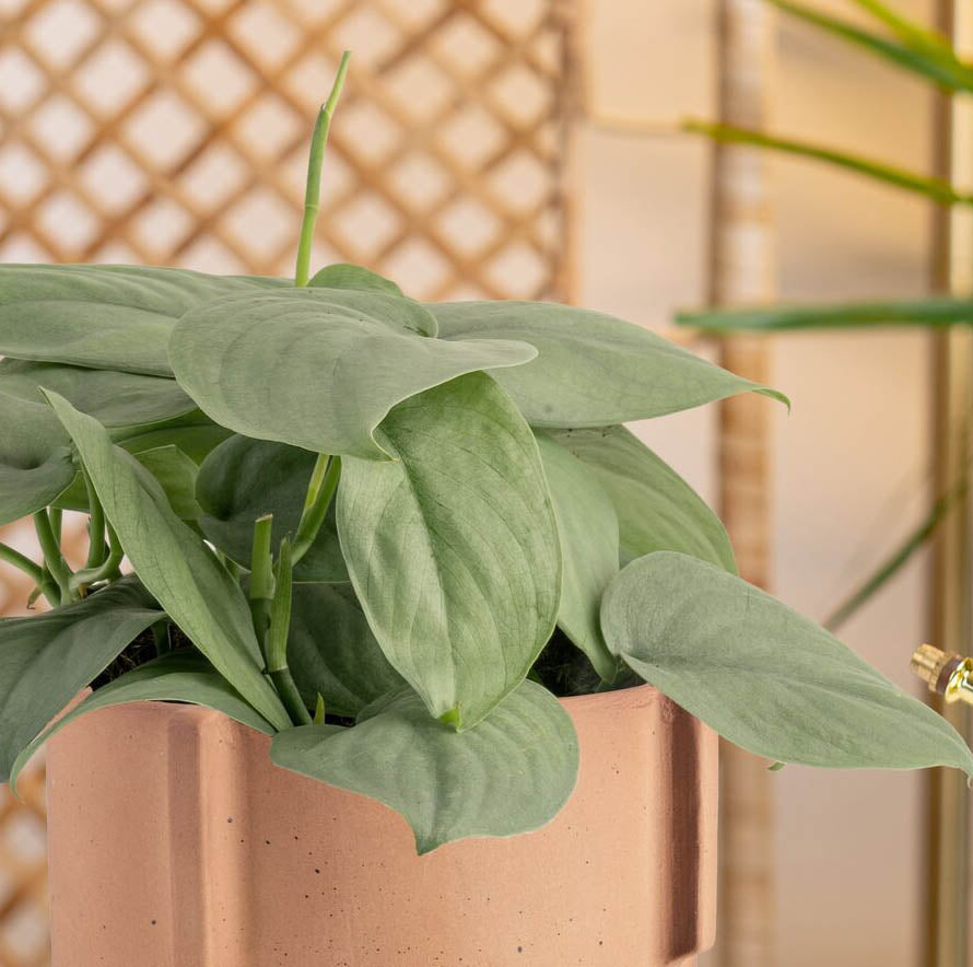 Scindapsus Platinum Java