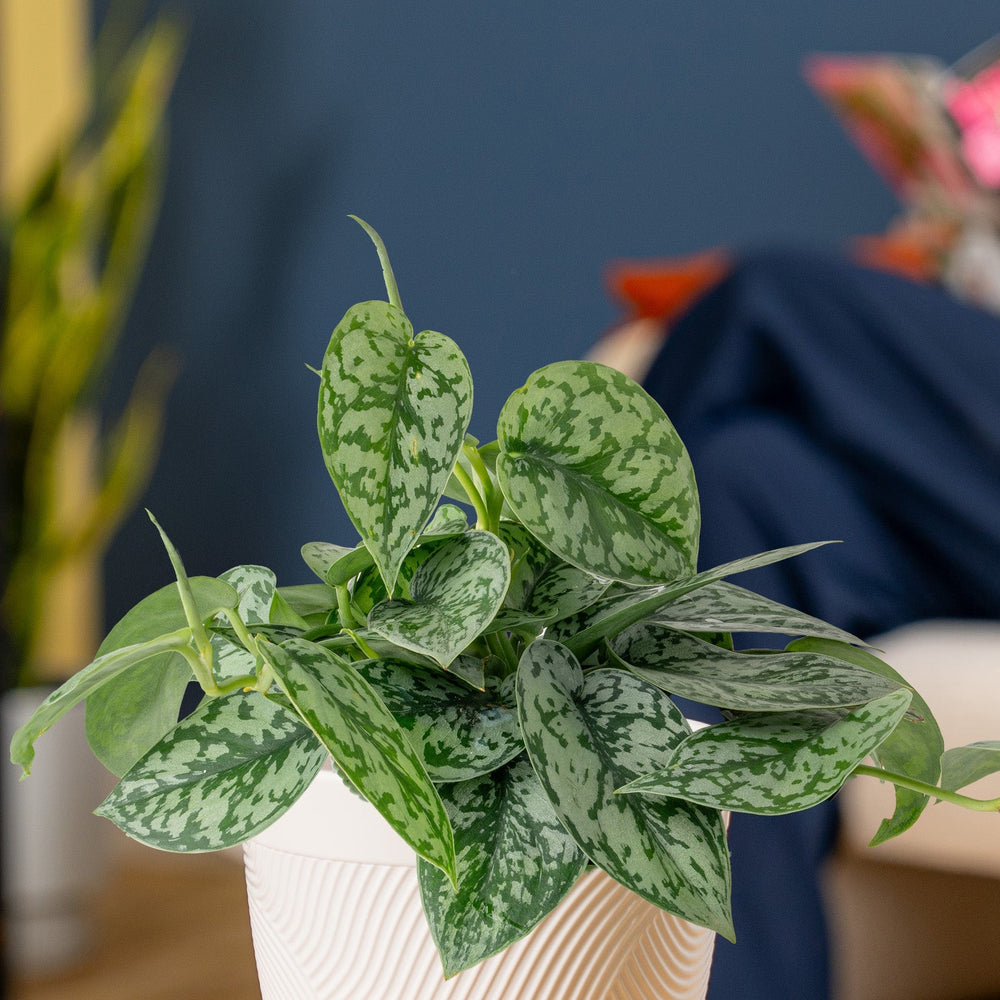 Scindapsus Silver Lady