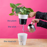 Little Swiss Monstera | medium