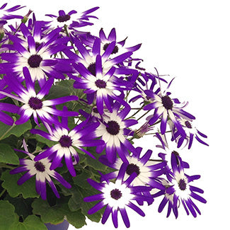Senetti Blue Bicolor