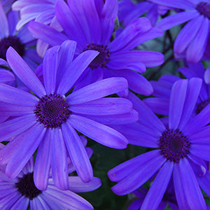 Senetti Blue