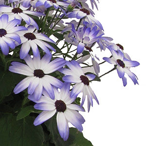 Senetti Light Blue Bicolor