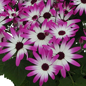 Senetti Magenta Bicolor