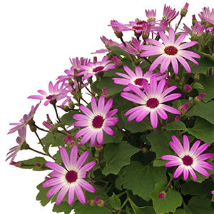 Senetti Pink Bicolor