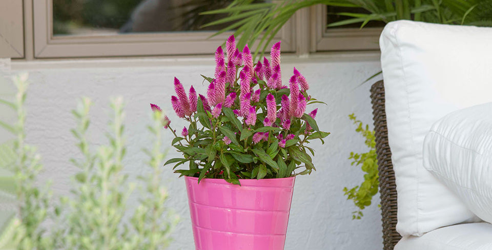 Shades of Summer: Decorate for the Season