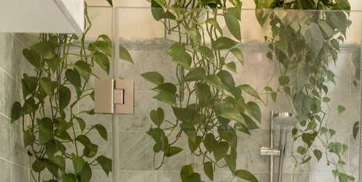 Indoor Design Inspiration -- Using Vines