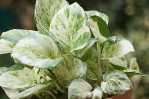 The Right Way to Fertilize Pothos for Lush, Glossy Leaves All Year
